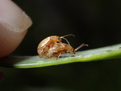 Longitarsus kleiniiperda
