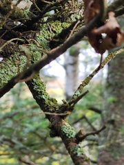 Melanohalea exasperatula