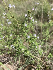 Clinopodium