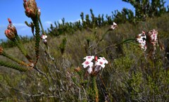 Erica ampullacea