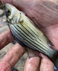 Morone mississippiensis