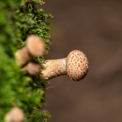 Armillaria