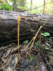 Macrotyphula fistulosa