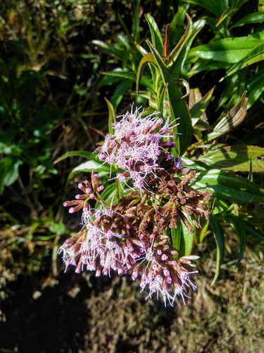Chromolaena perglabra (Chromolaena perglabra)