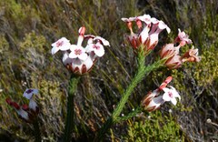 Erica ampullacea