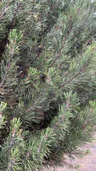 Pinus mugo
