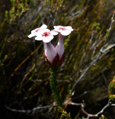 Erica ampullacea