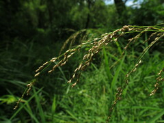 Glyceria striata