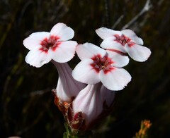 Erica ampullacea