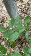 Fagus grandifolia
