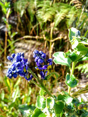 Monnina salicifolia