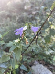 Campanula trachelium
