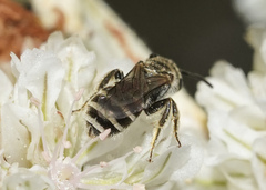 Halictus tripartitus