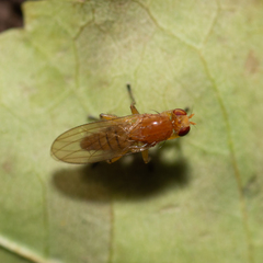 Dryomyza anilis