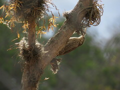 Lepidocolaptes angustirostris