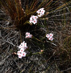 Erica ampullacea