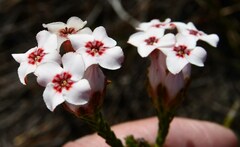 Erica ampullacea