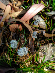 Paepalanthus