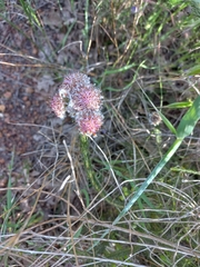 Serruria trilopha
