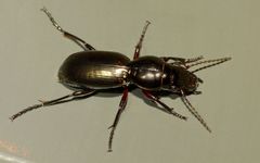 Oregus aereus
