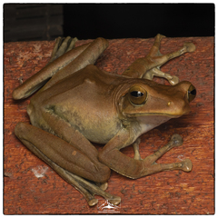 Polypedates cruciger