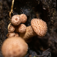 Armillaria