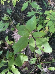 Eutrochium purpureum
