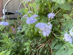 Conoclinium dissectum