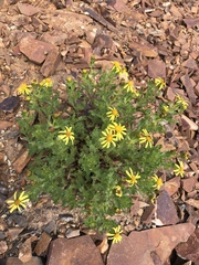 Senecio fremontii