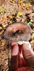 Russula cyanoxantha