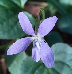 Viola riviniana