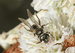 Halictus tripartitus