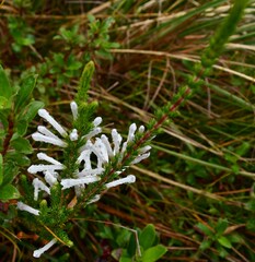 Erica colorans