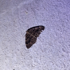 Triphosa dubitata