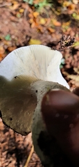Russula cyanoxantha