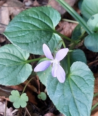 Viola riviniana