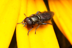Eumerus