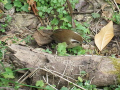 Troglodytes solstitialis