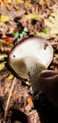 Russula cyanoxantha