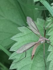 Tipula paludosa