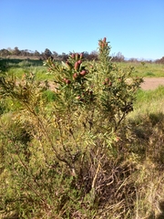 Leucadendron macowanii