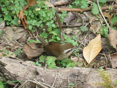 Troglodytes solstitialis