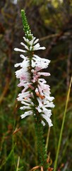 Erica colorans