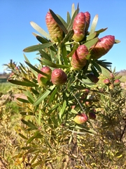 Leucadendron macowanii