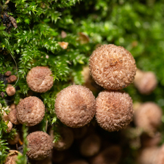Armillaria