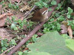 Troglodytes solstitialis