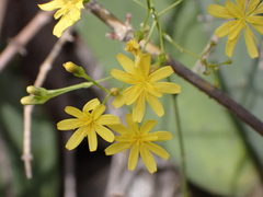 Sonchus leptocephalus