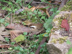 Troglodytes solstitialis