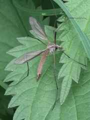 Tipula paludosa