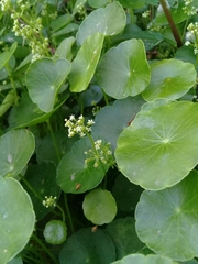 Hydrocotyle tribotrys